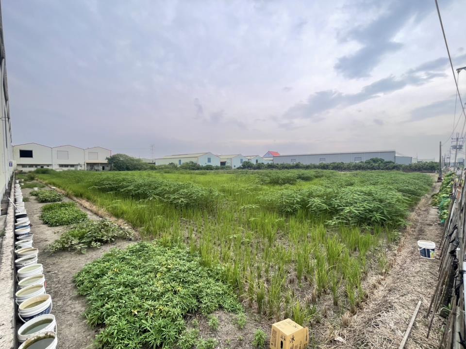 大寮大面寬農地的第1張圖片